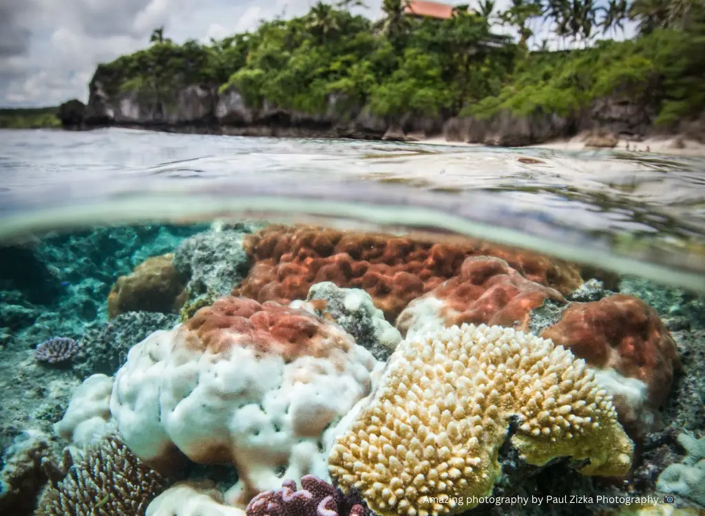 Niue coral reef